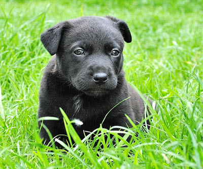 adopt a puppy