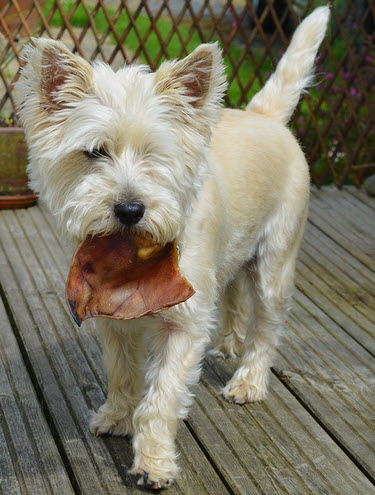 feed puppy
