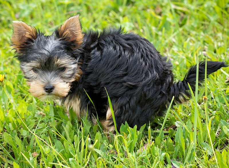 housebreaking puppy