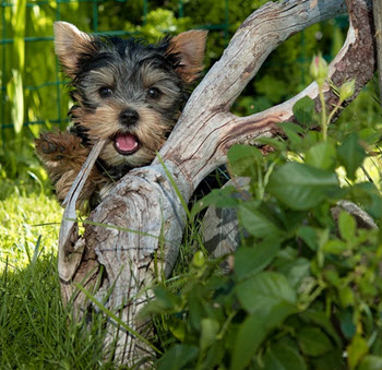 puppy